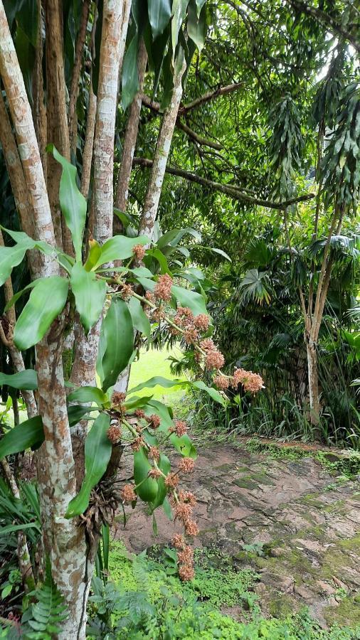 הוילה פקוטי Sitio Alto Da Montanha - Voce Em Paz Com A Natureza מראה חיצוני תמונה